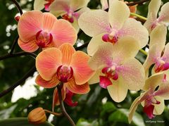 Orchideenausstellung auf der Insel Mainau 2016 XII