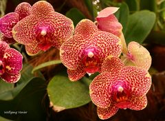 Orchideenausstellung auf der Insel Mainau 2016 XIII