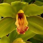 Orchideenausstellung auf der Insel Mainau 2016 XV