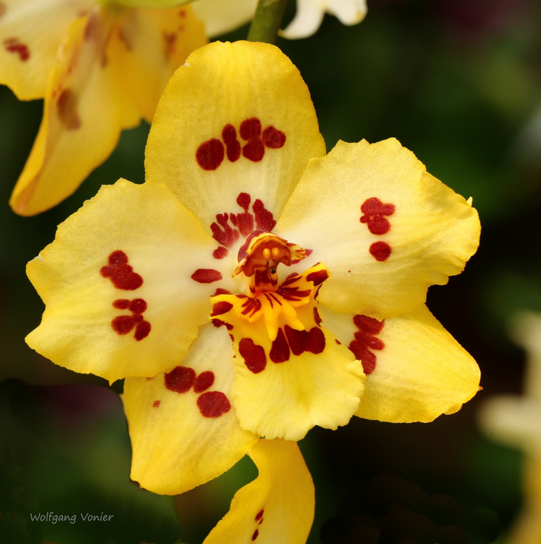 Orchideenausstellung auf der Insel Mainau