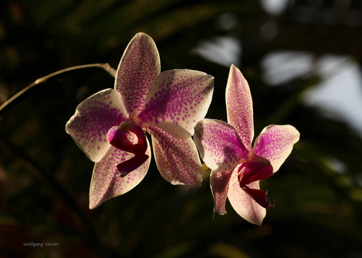 Orchideenausstellung auf der Insel Mainau