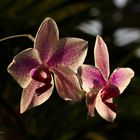 Orchideenausstellung auf der Insel Mainau