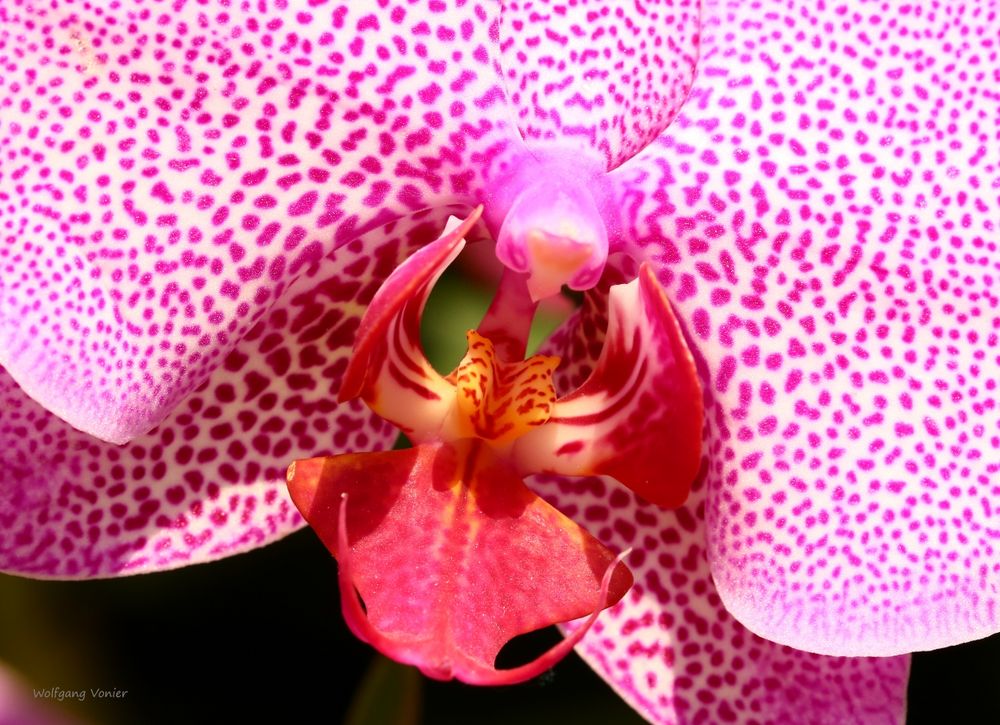 Orchideenausstellung auf der Insel Mainau