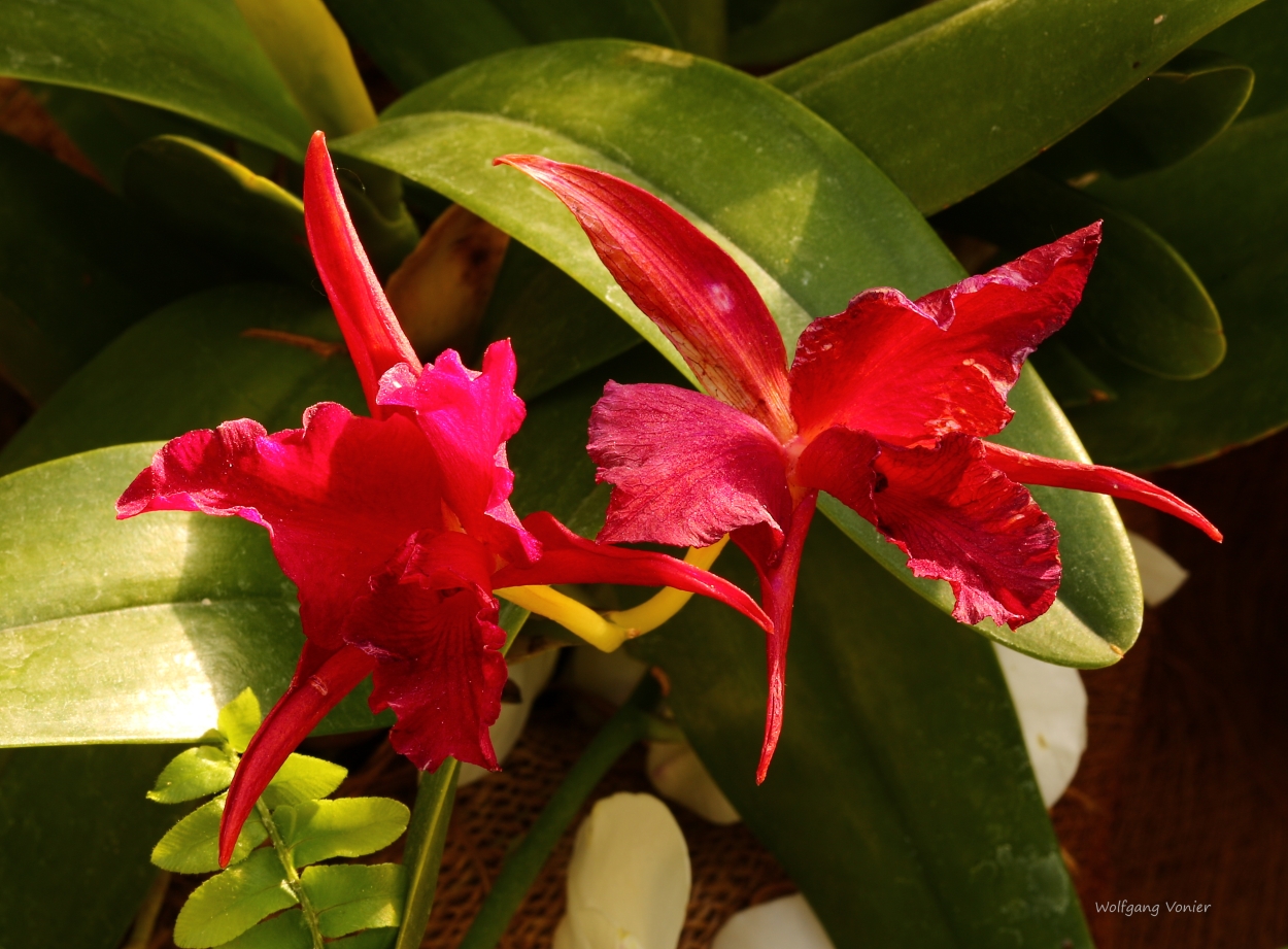 Orchideenausstellung auf der Insel Mainau