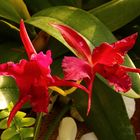 Orchideenausstellung auf der Insel Mainau