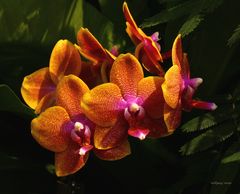 Orchideenausstellung auf der Insel Mainau