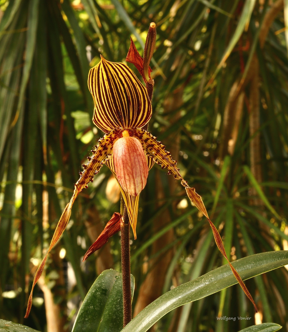 Orchideenausstellung auf der Insel Mainau