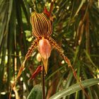 Orchideenausstellung auf der Insel Mainau