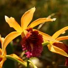 Orchideenausstellung auf der Insel Mainau