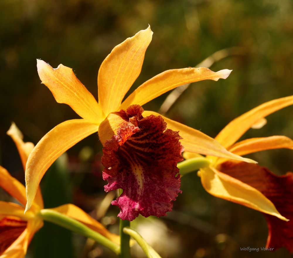 Orchideenausstellung auf der Insel Mainau