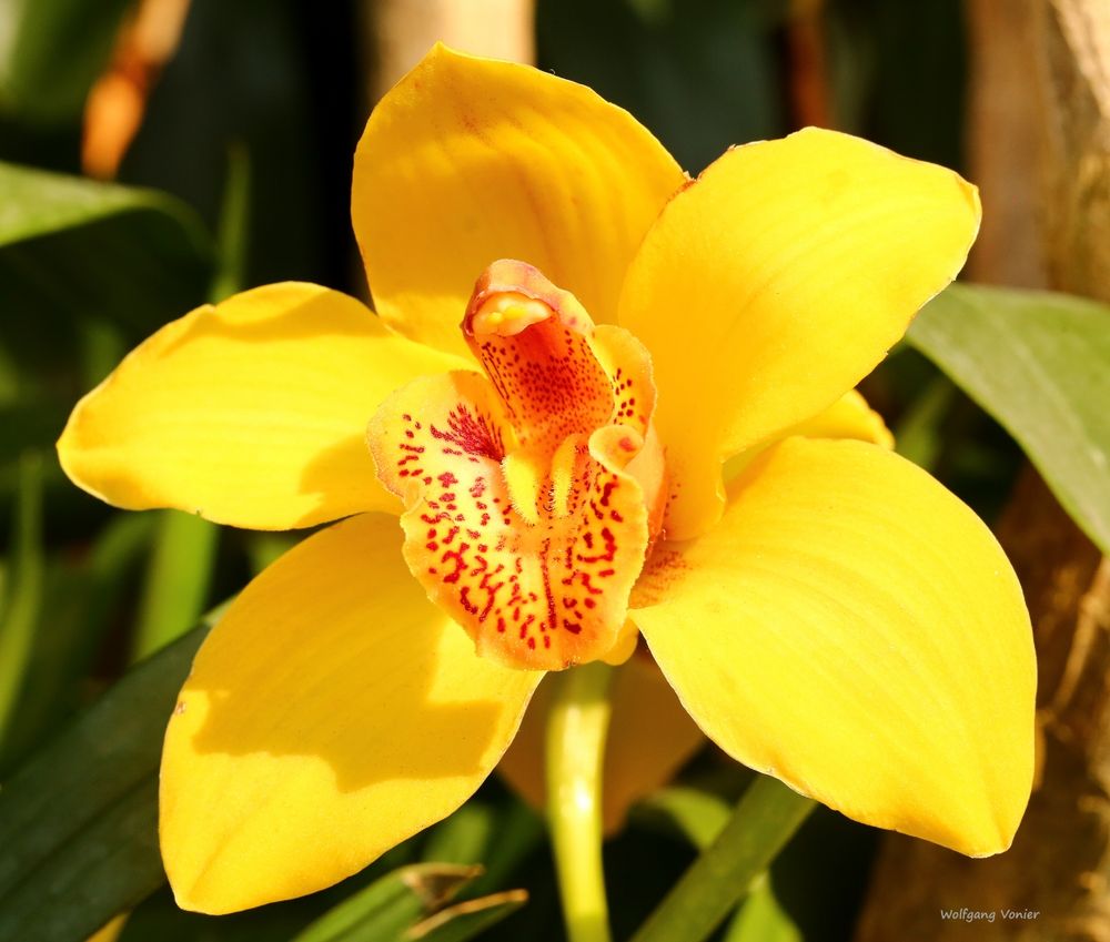 Orchideenausstellung auf der Insel Mainau