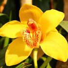 Orchideenausstellung auf der Insel Mainau