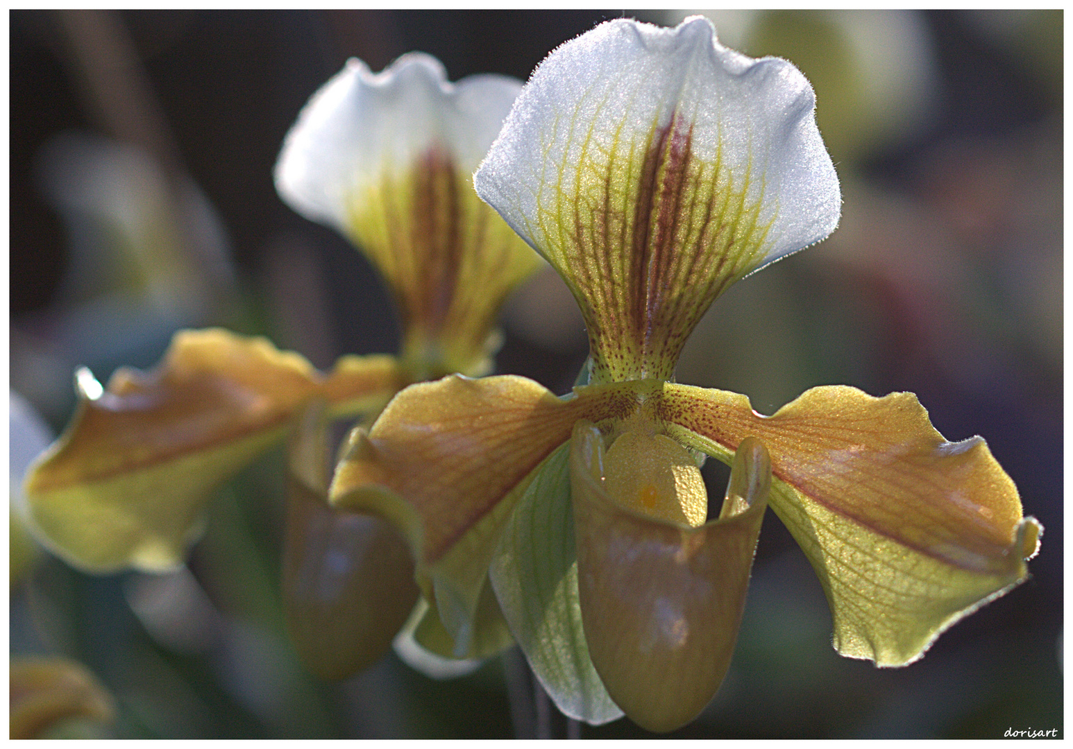 Orchideenausstellung auf der Mainau