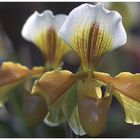 Orchideenausstellung auf der Mainau