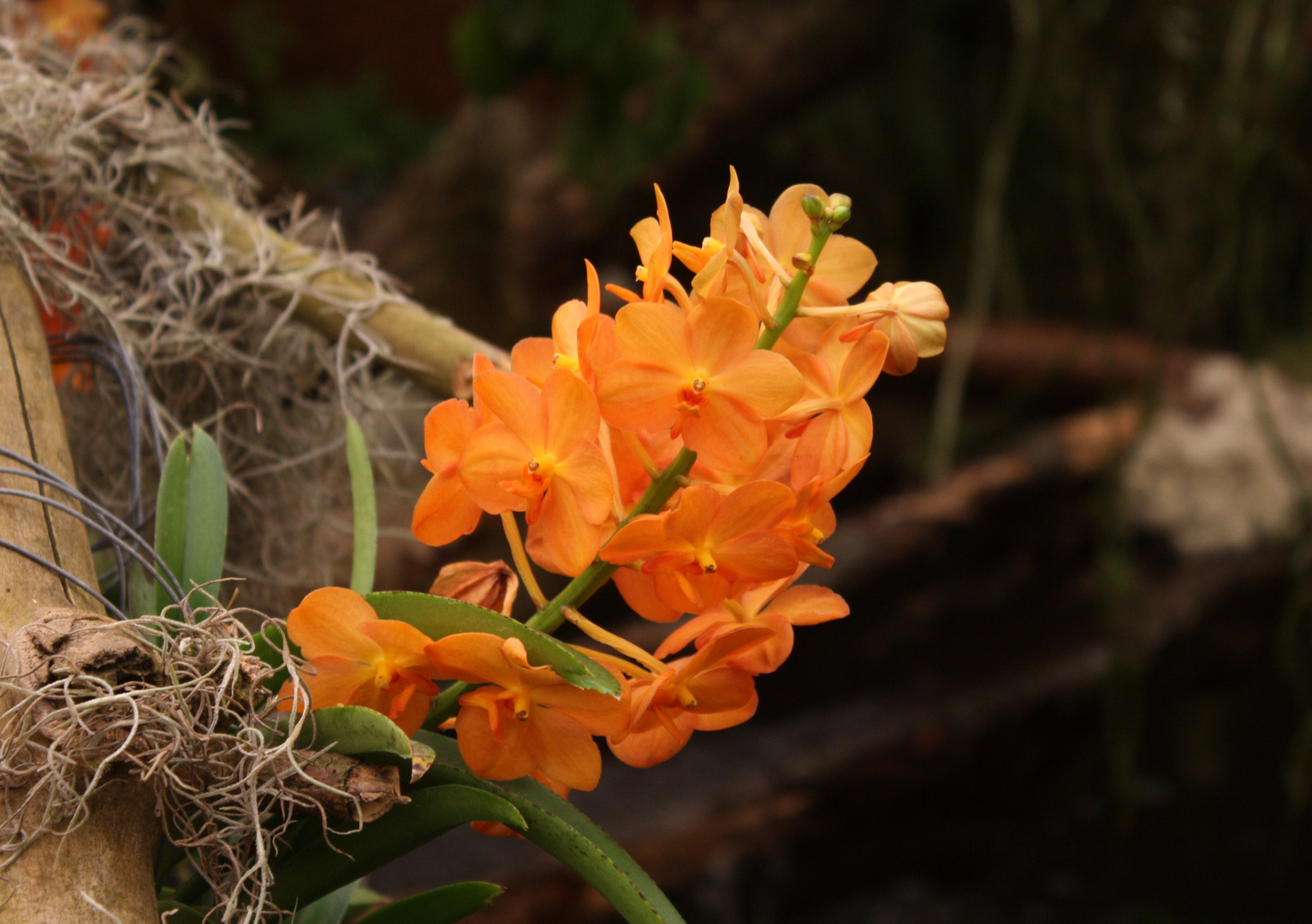 Orchideenausstellung