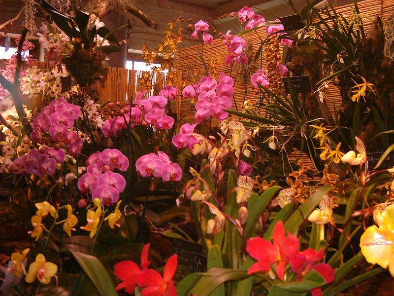 Orchideenausstellung bei Lucke, Neukirchen-Vluyn