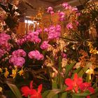 Orchideenausstellung bei Lucke, Neukirchen-Vluyn