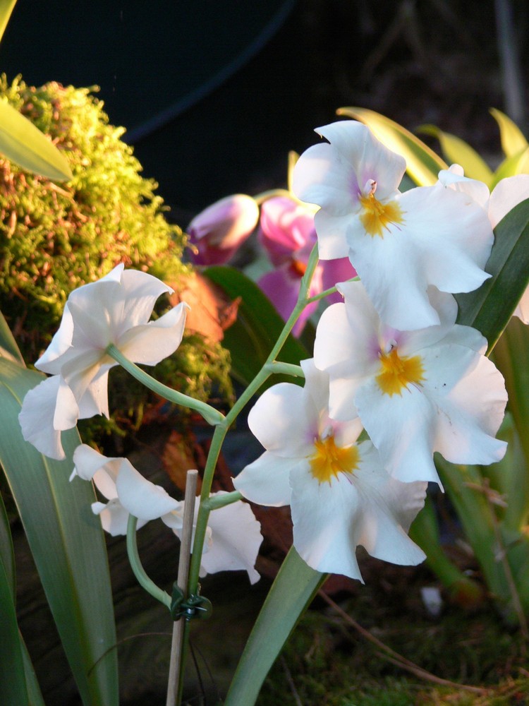 Orchideenausstellung