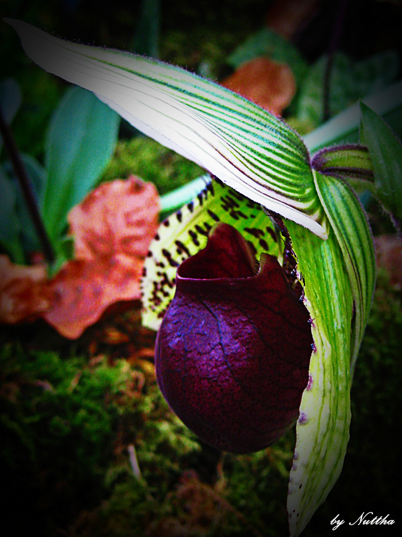 Orchideenausstellung Chemnitz