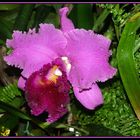 Orchideenausstellung I