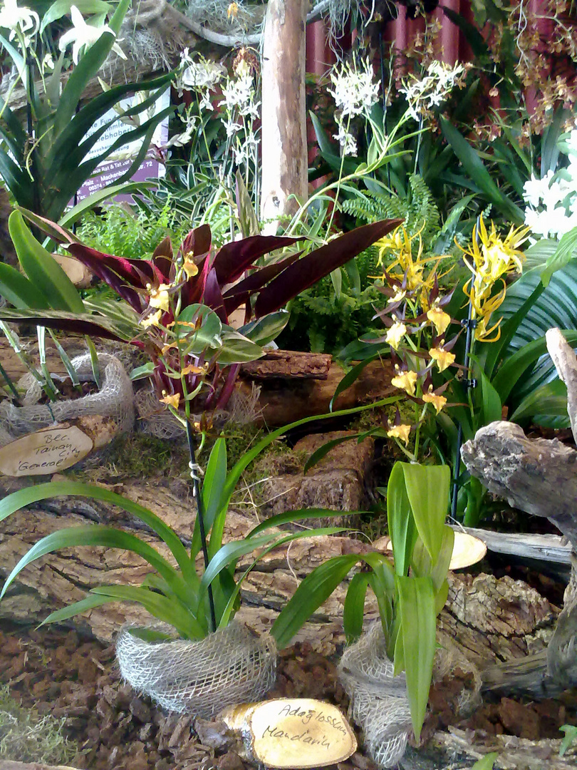 Orchideenausstellung im Merzig