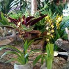 Orchideenausstellung im Merzig