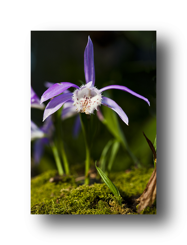 Orchideenausstellung im Palmengarten (Frankfurt)