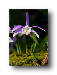 Orchideenausstellung im Palmengarten (Frankfurt)