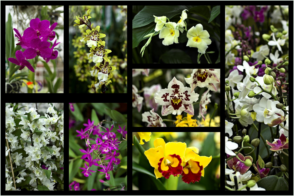 Orchideenausstellung in der Tropica in Kriftel