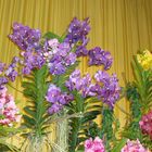 Orchideenausstellung in Mannheim!