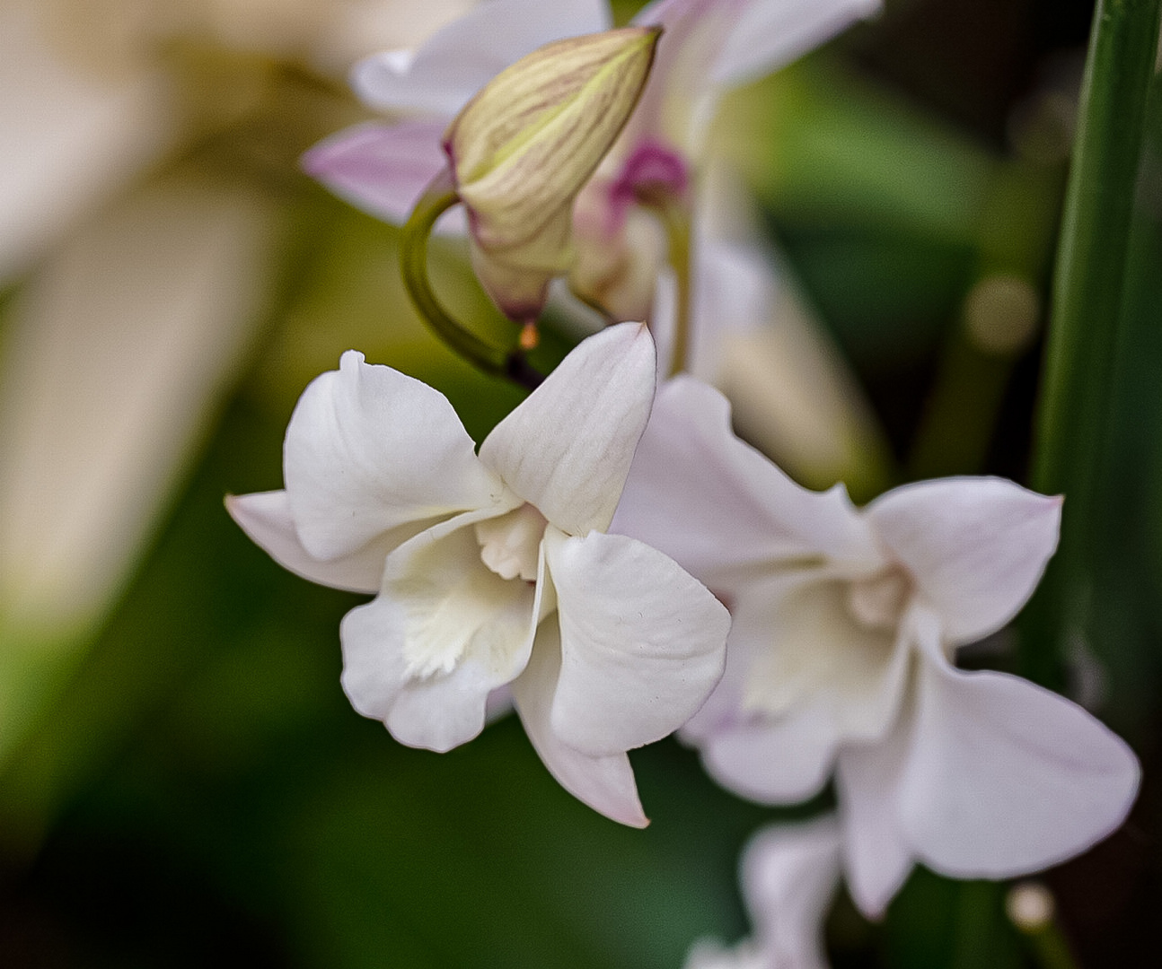 Orchideenausstellung in Wien