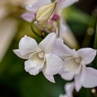 Orchideenausstellung in Wien