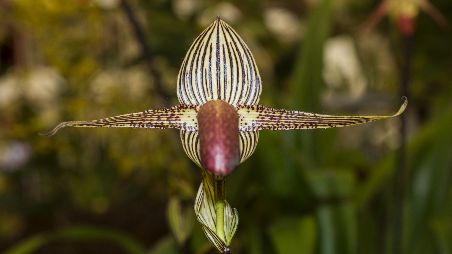 Orchideenausstellung Klosterneuburg, Niederösterreich