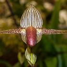 Orchideenausstellung Klosterneuburg, Niederösterreich