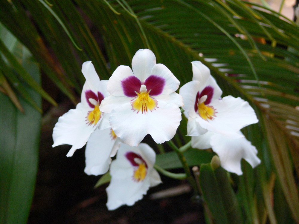 Orchideenausstellung1