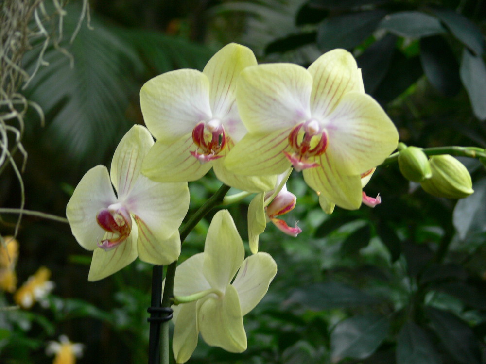Orchideenausstellung2