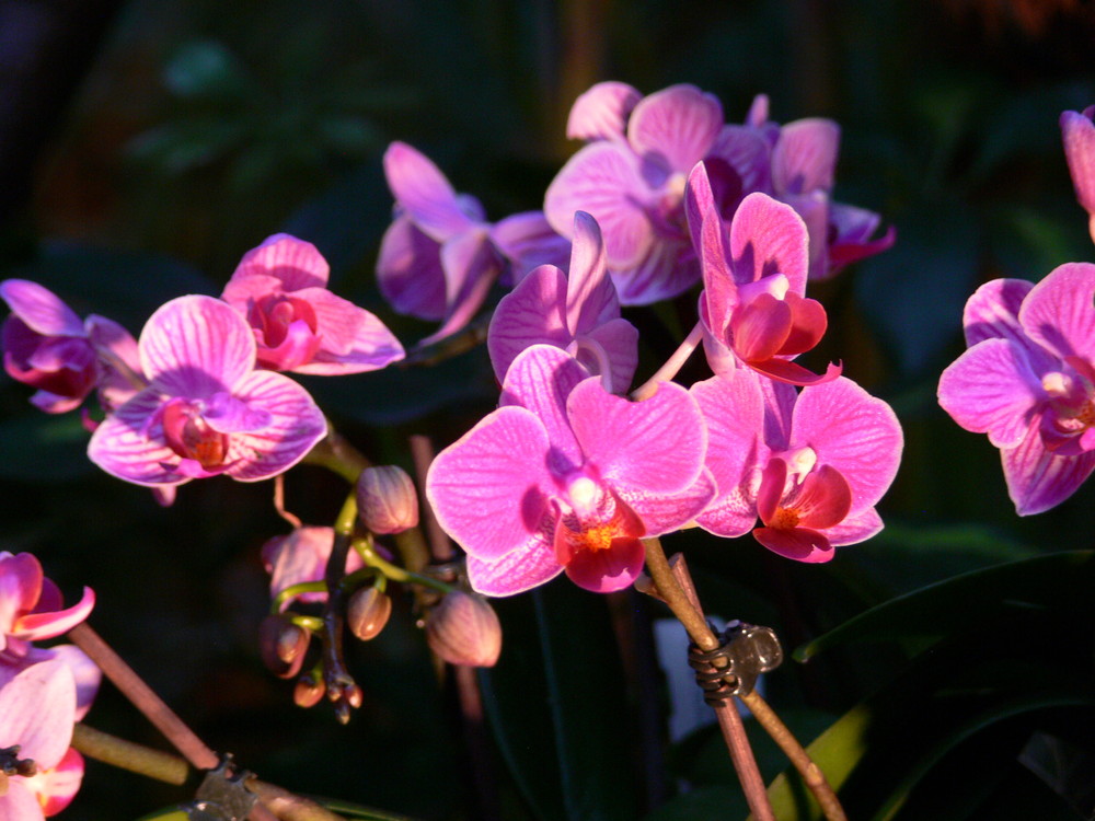 Orchideenausstellung4