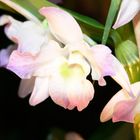 Orchideenausstellung6