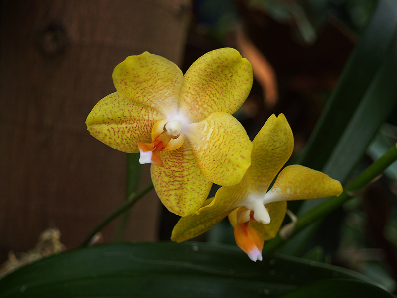 Orchideenaustellung 2006 Chemnitz III.