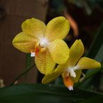 Orchideenaustellung 2006 Chemnitz III.