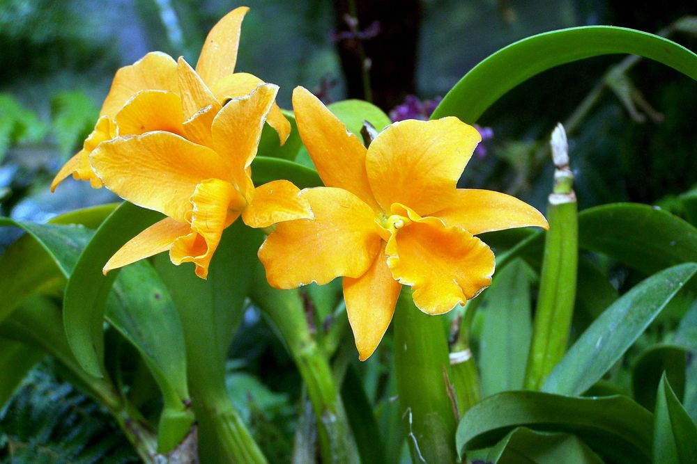 Orchideenaustellung im Rombergpark