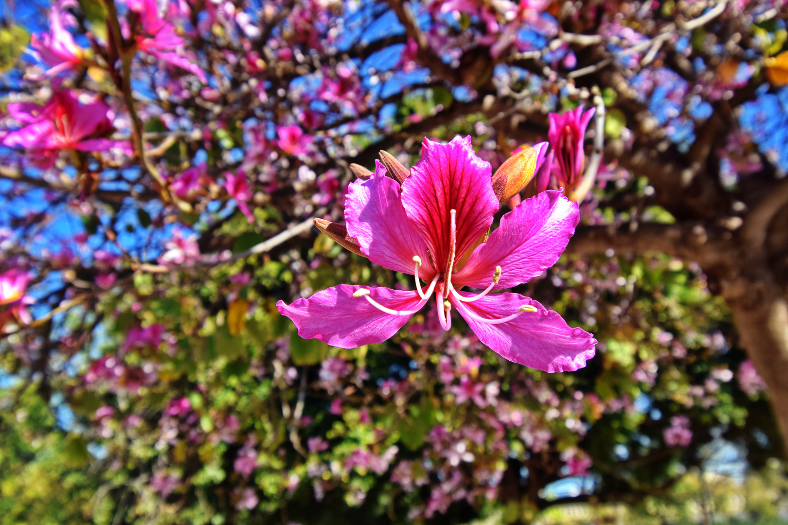 Orchideenbaum Bauhinia variegata