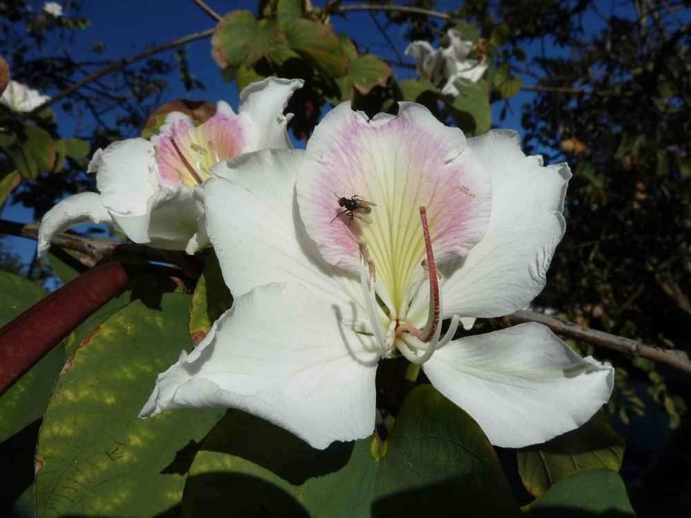 Orchideenbaum-Blüte