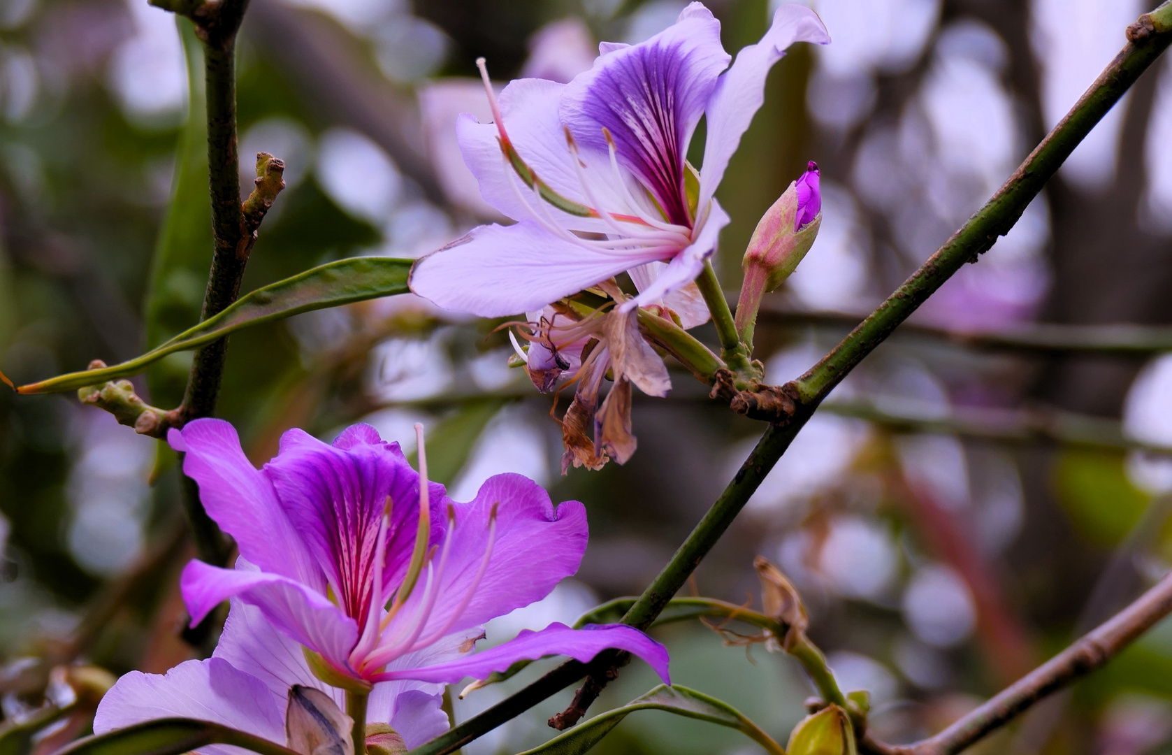 Orchideenbaum Blüten...