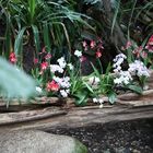 Orchideenbeet in der Biosphäre Potsdam