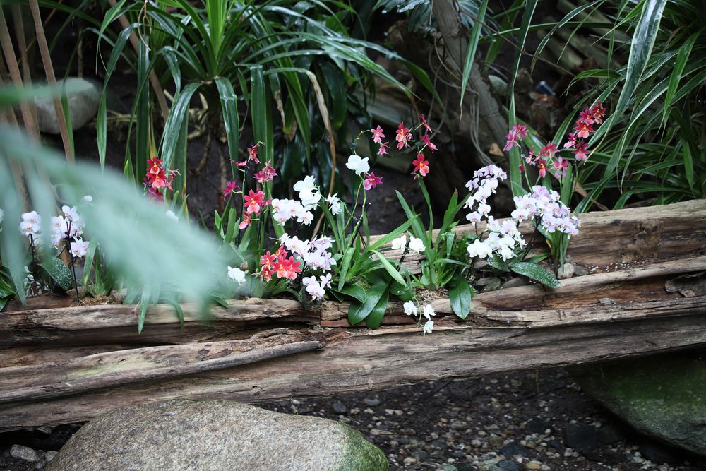 Orchideenbeet in der Biosphäre Potsdam