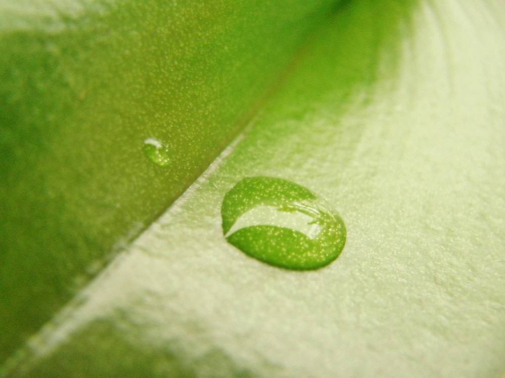 Orchideenblatt mit Wassertropfen