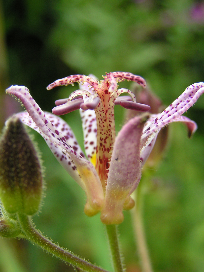 Orchideenblühte