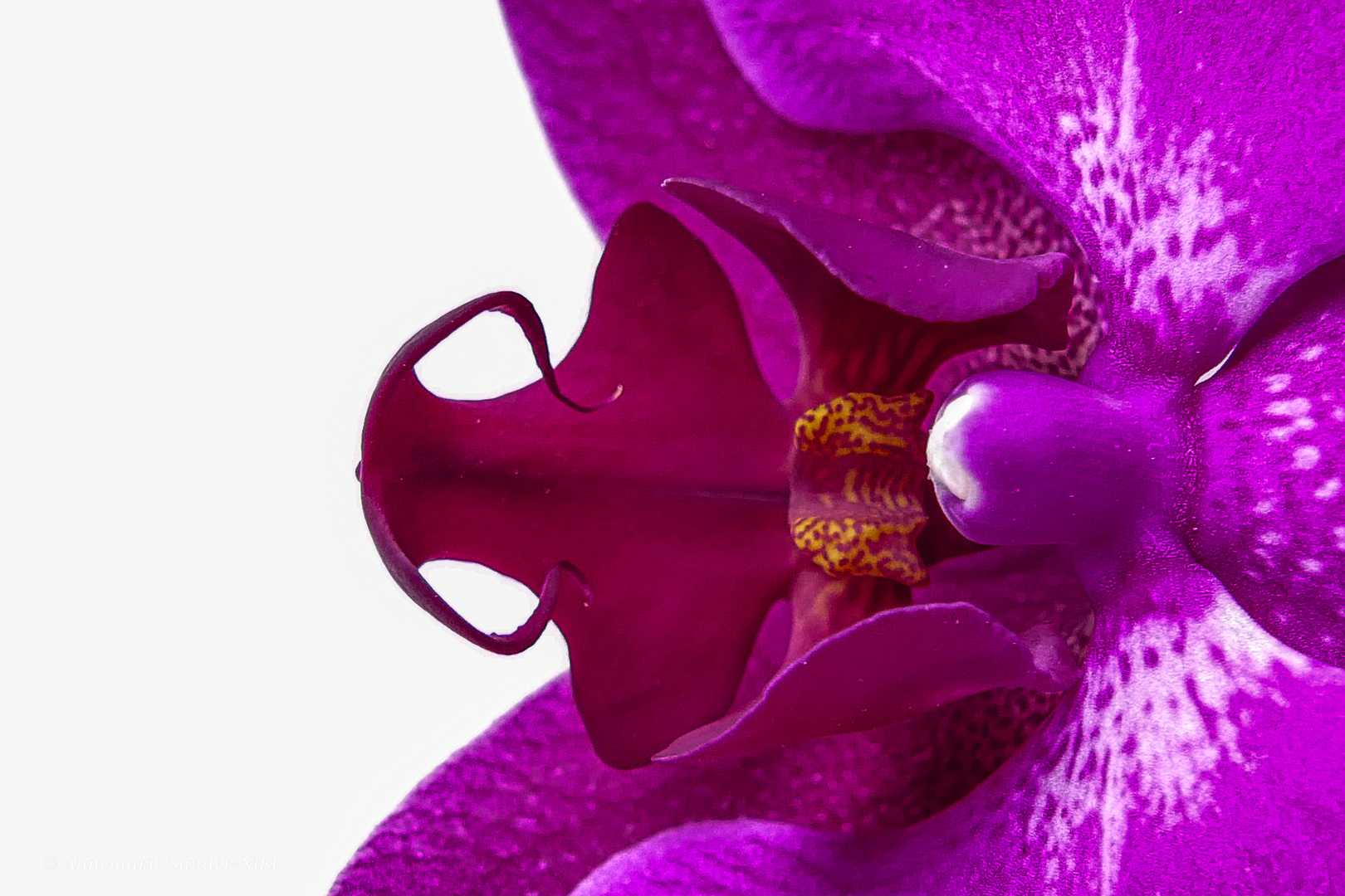 Orchideenblüte 