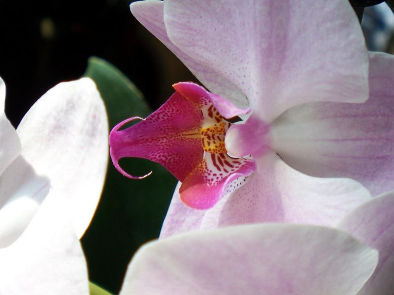 Orchideenblüte